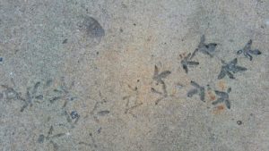 Turkey Tracks in concrete Route 66